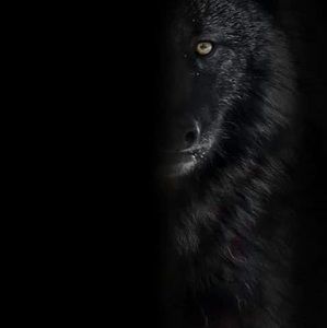 Meet your Posher, Coy